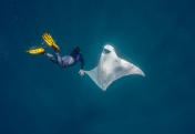 Discovery of Manta Ray Nursery