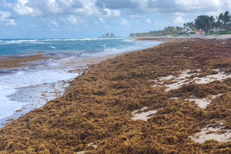 What's this? FAU Marine Lab is now on Instagram