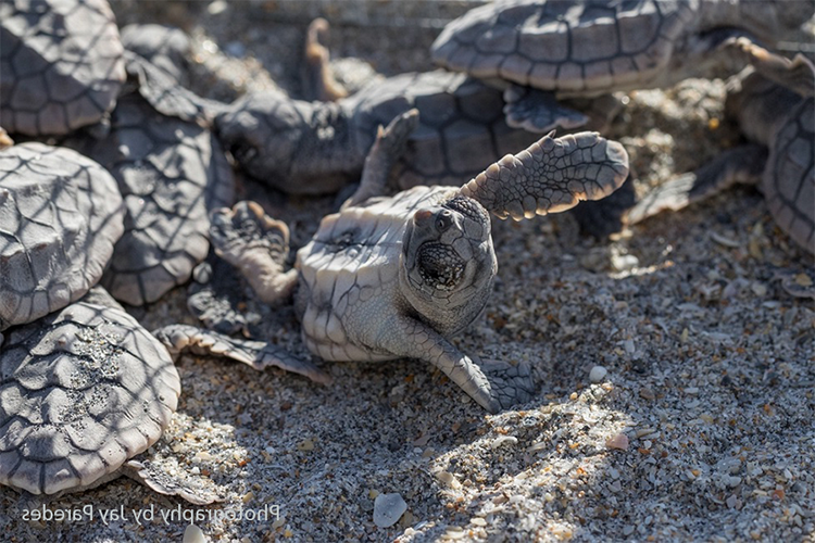 New Critical Period of Sex Determination in Sea Turtles Identified