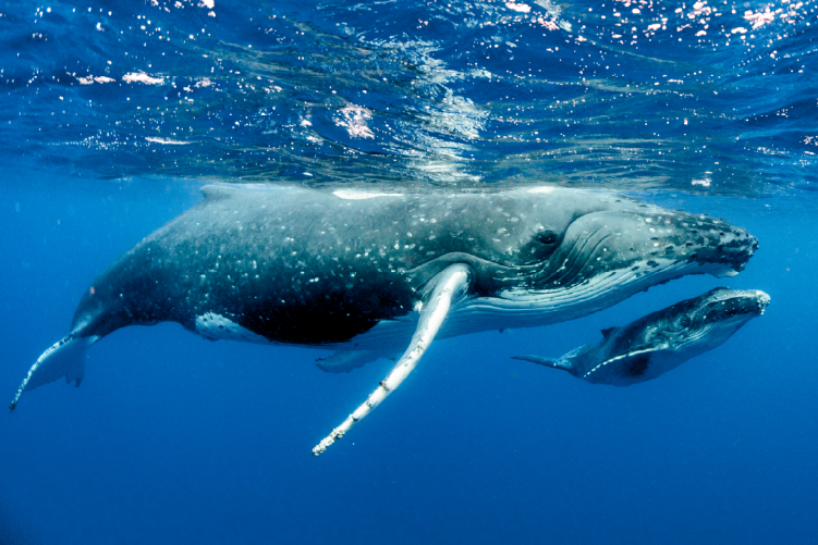 Dolphins and Whales Exposed to Human-Sourced Contaminants in the Water