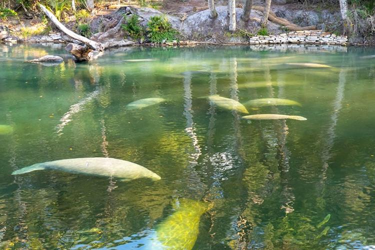 AI Counts Manatee Clusters