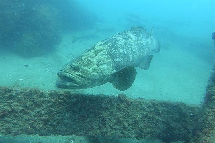 Goliath Grouper Sounds