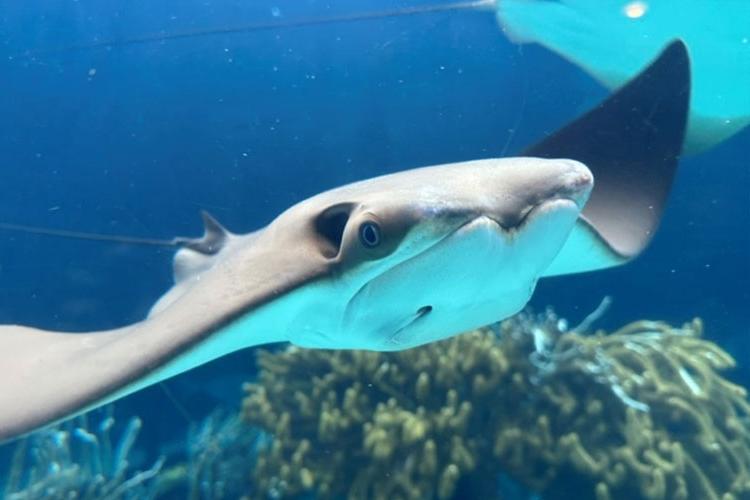 Bermuda Home to Cownose Rays