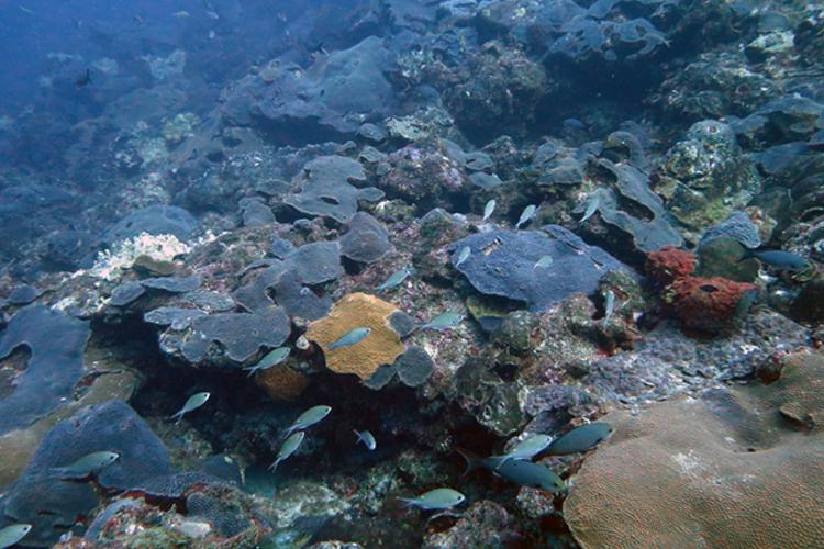 NOAA-funded Research from FAU Harbor Branch