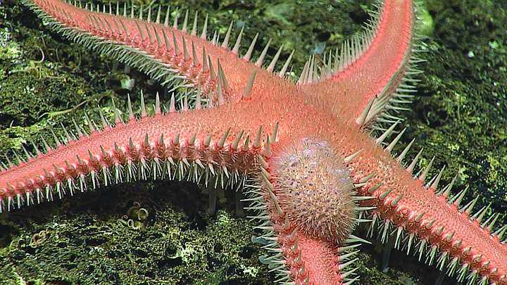 Sea star