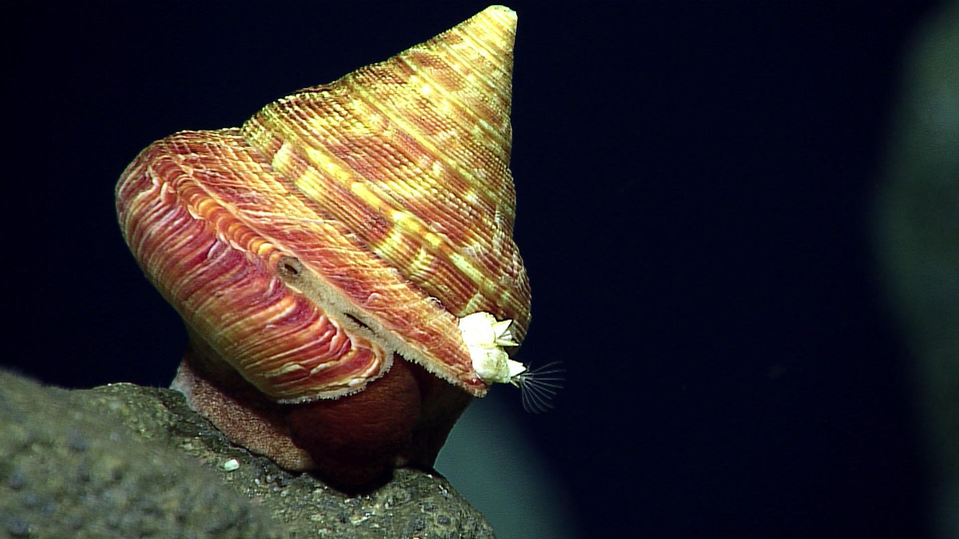 Slit snail shell